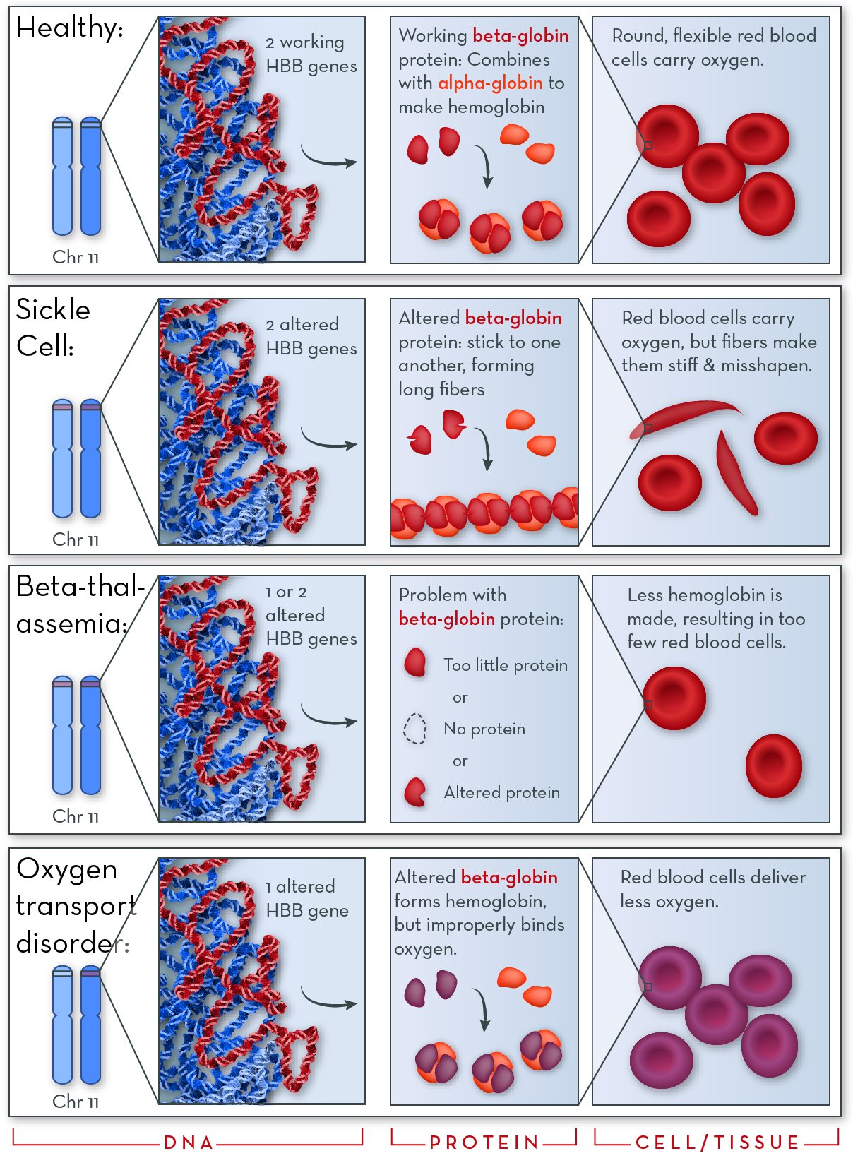 Hemoglobin Disorders
