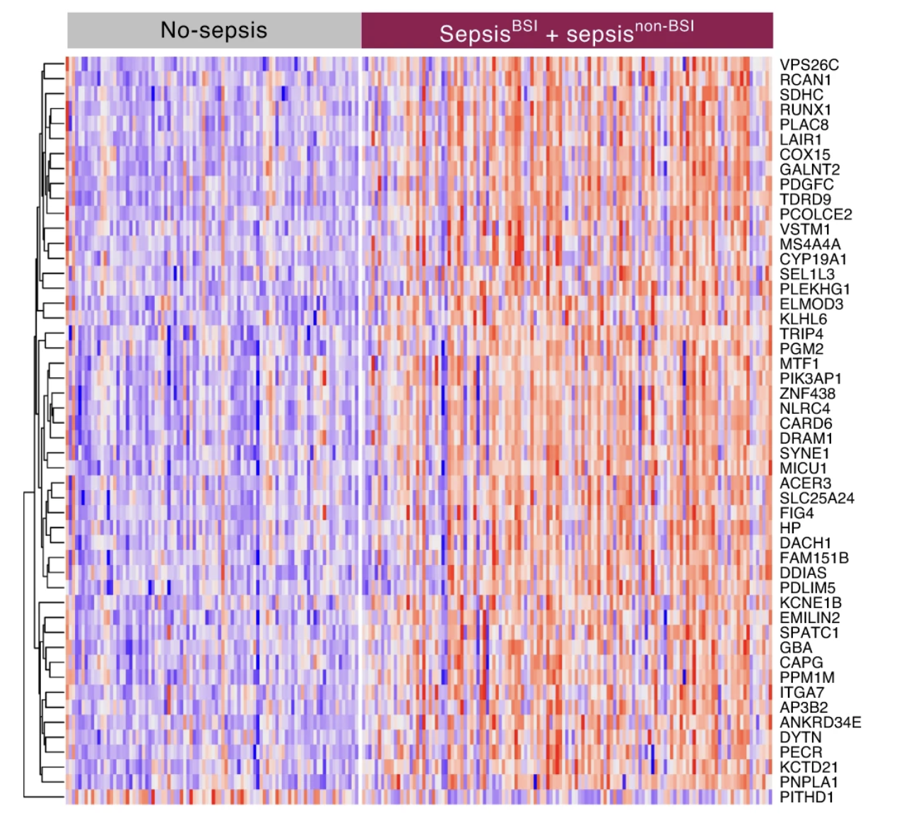 A gene expression heat map diagram. The diagram is roughly square. Two headings at the top denote “No-sepsis” on the left and “SepsisBSI+sepsisnon-BSI” on the right. Down the right vertical axis of the graph, each row is labeled with a different gene name. Down the left vertical axis, lines denote relationships between genes. Each column denotes a different participant sample. Samples in the “No-sepsis” left section are generally in blue colors, except for the bottom row, labeled as the PITHD1 gene, which is in red and pink colors. Samples in the “Sepsis” right section are generally in red and pink colors, except for a few columns that are in blue colors and the PITHD1 row, also in mostly blue colors.