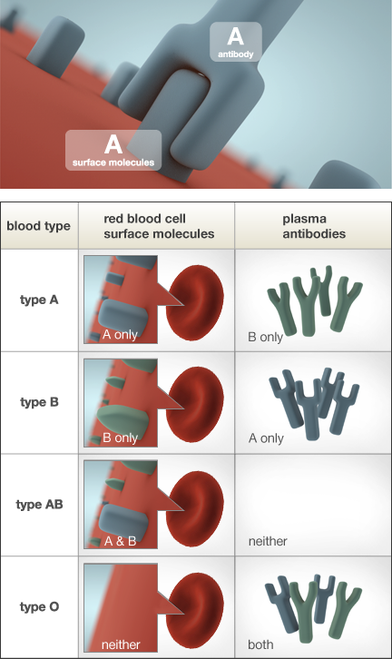 Genes And Blood Type