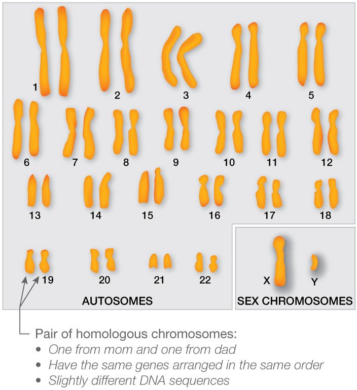 which of the following represents a pair of homologous structures