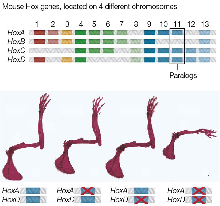 Homeotic Genes and Body Patterns