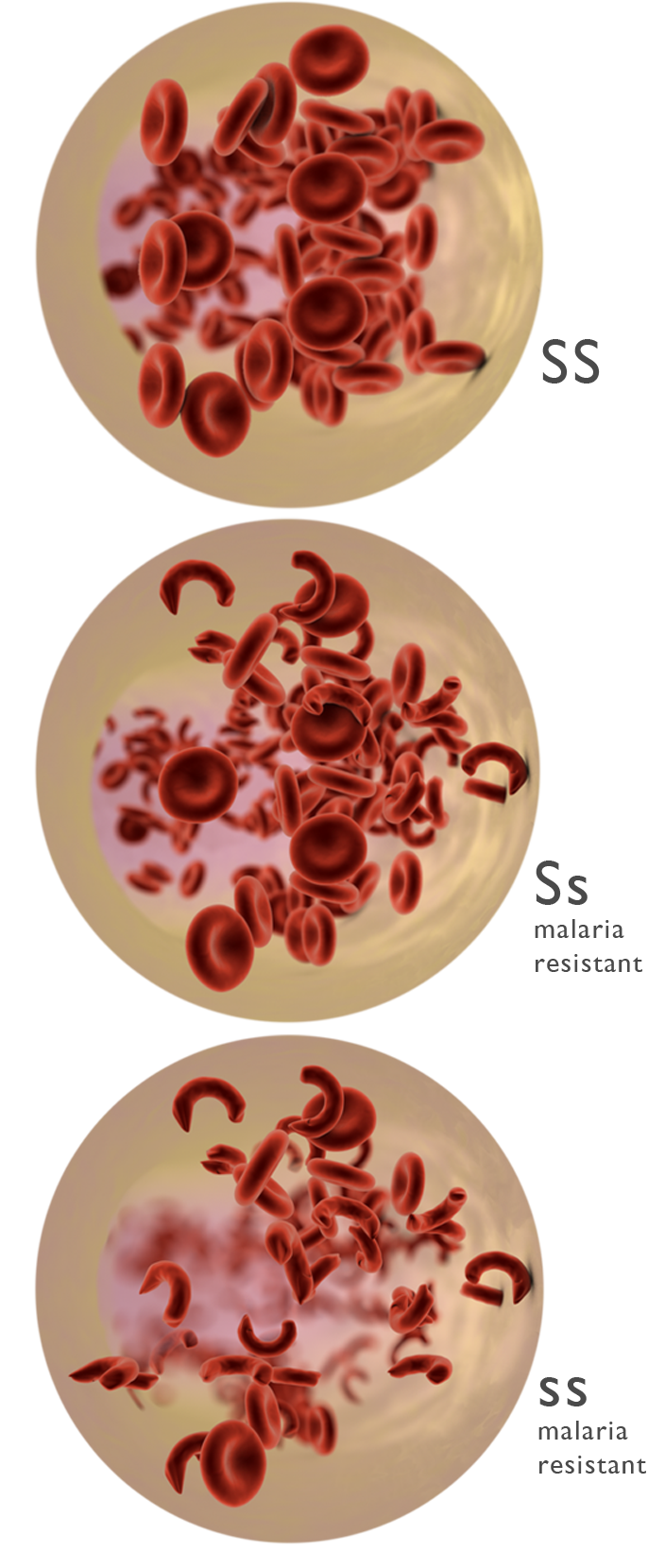 What Are Dominant And Recessive 