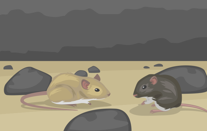 rock pocket mice