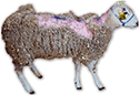 1730s, Scrapie first appears in sheep