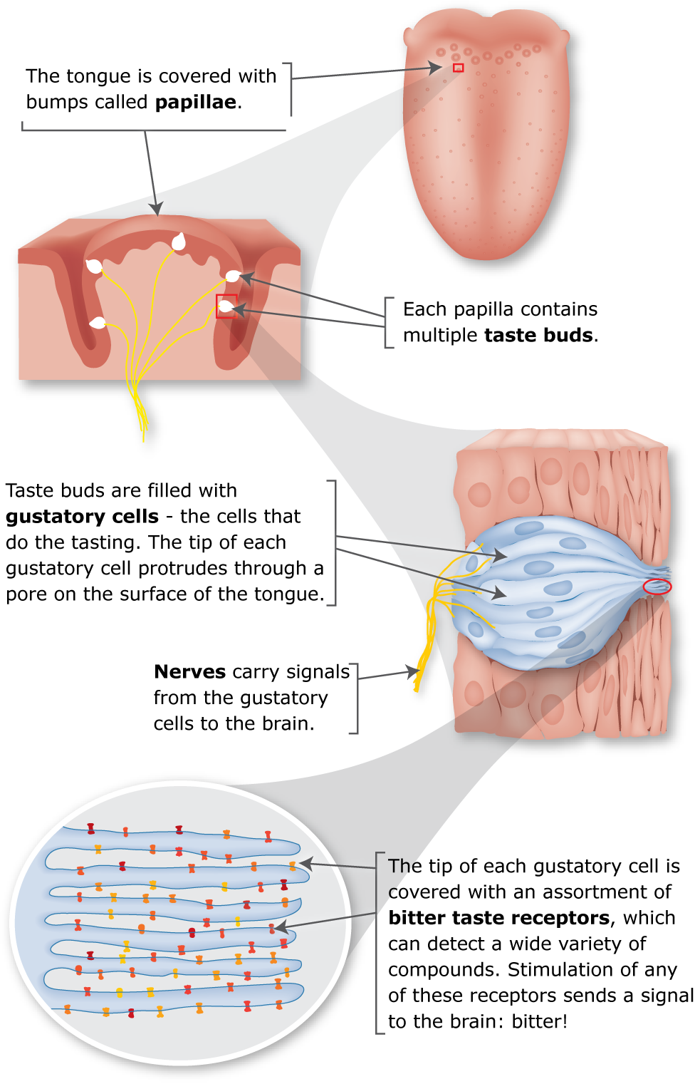 PTC The Genetics Of Bitter Taste