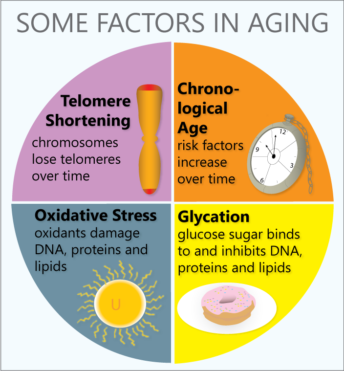 factors in aging
