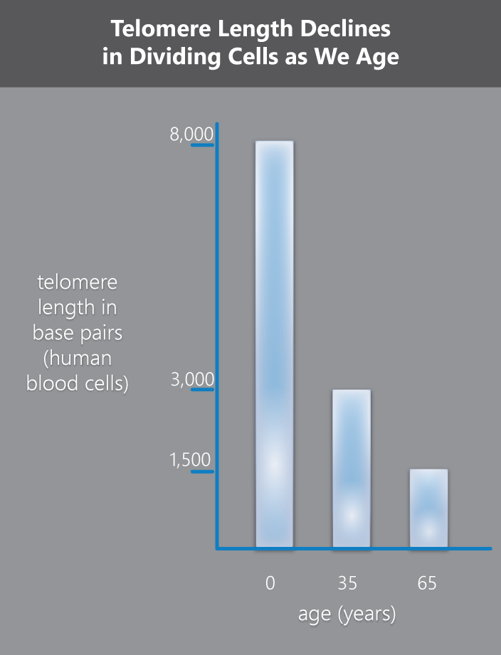telomere length declines with aging