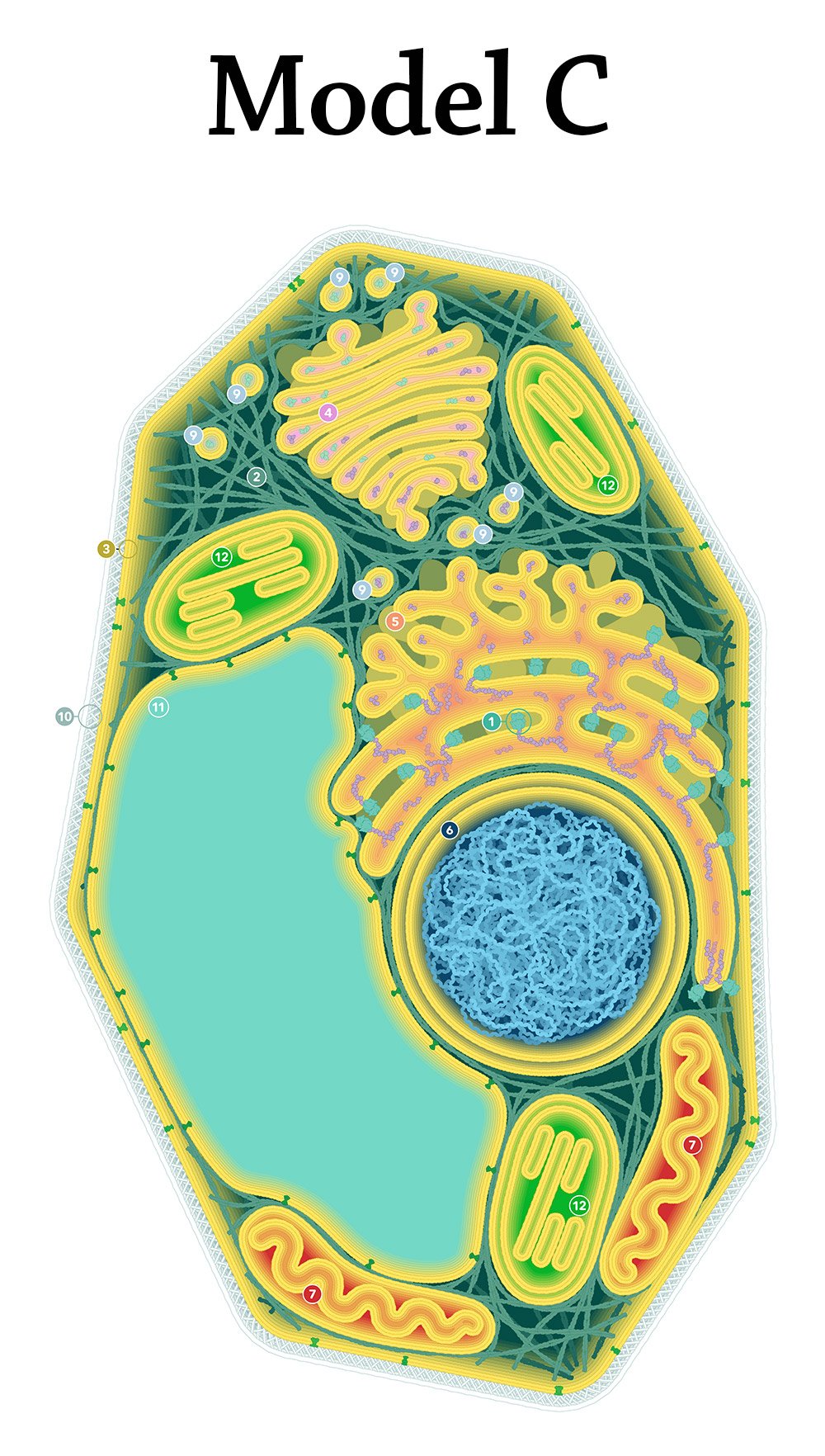 mystery-cell-model