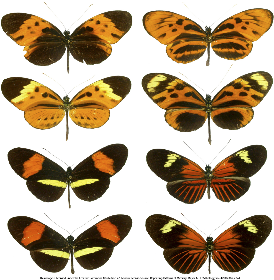 six butterflies with varied patterns of stripes and spots in yellow, orange, red, and black