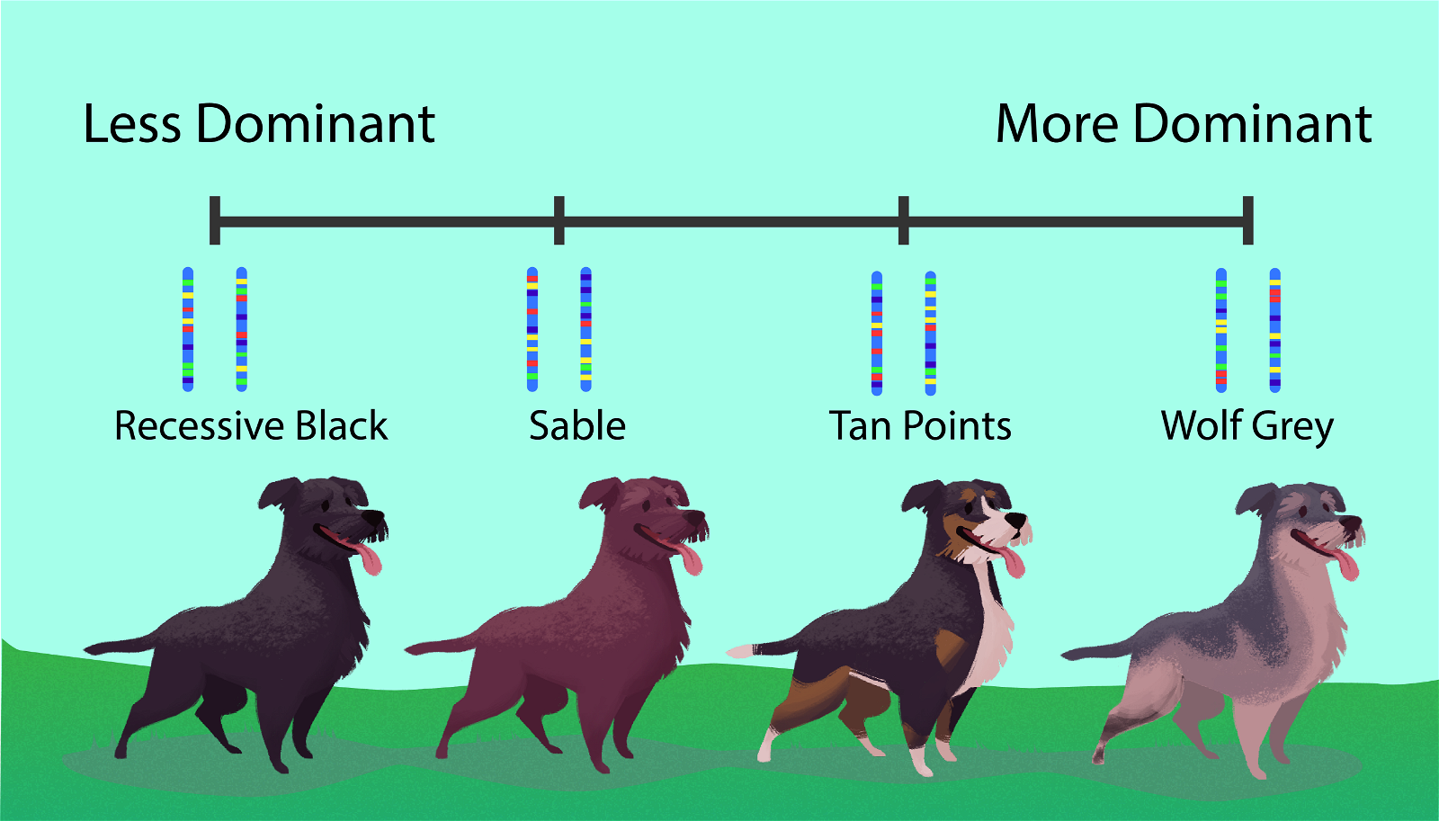 V. How to Identify Chihuahua Coat Colors and Patterns