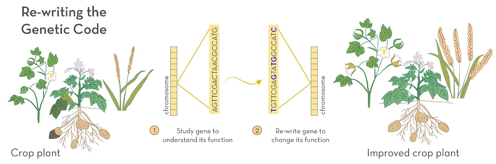 info graphic showing gene editing