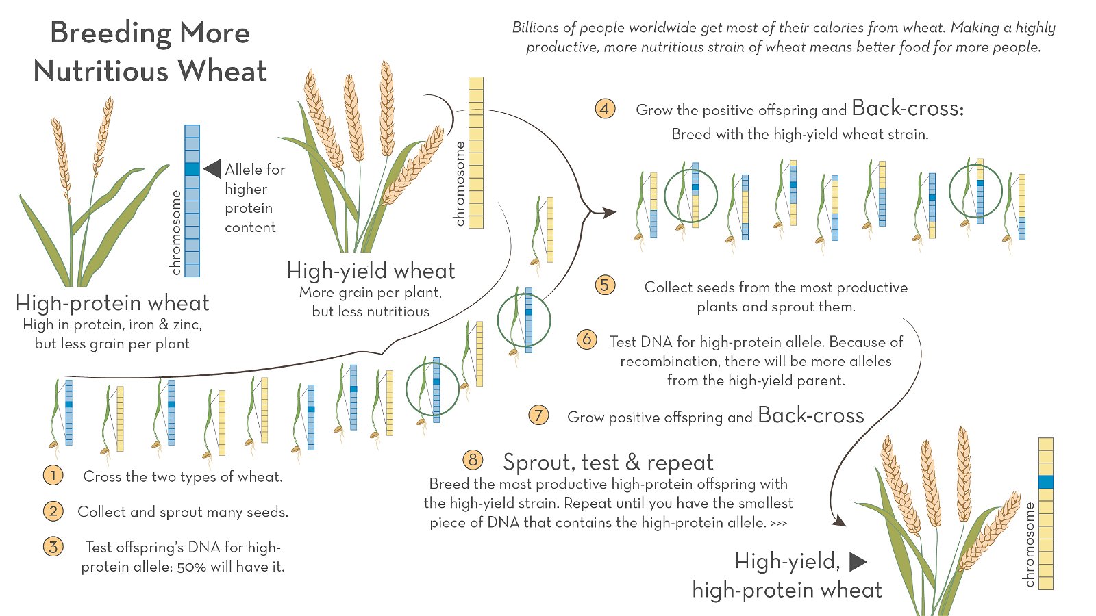 info graphic showing the breeding of more nutritious wheat