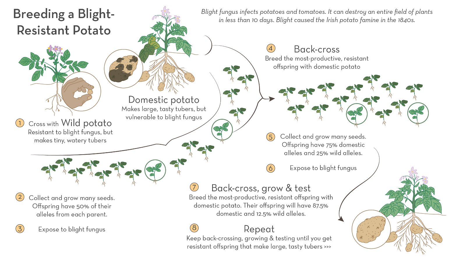info graphic showing the breeding of a blight resistant potatoe