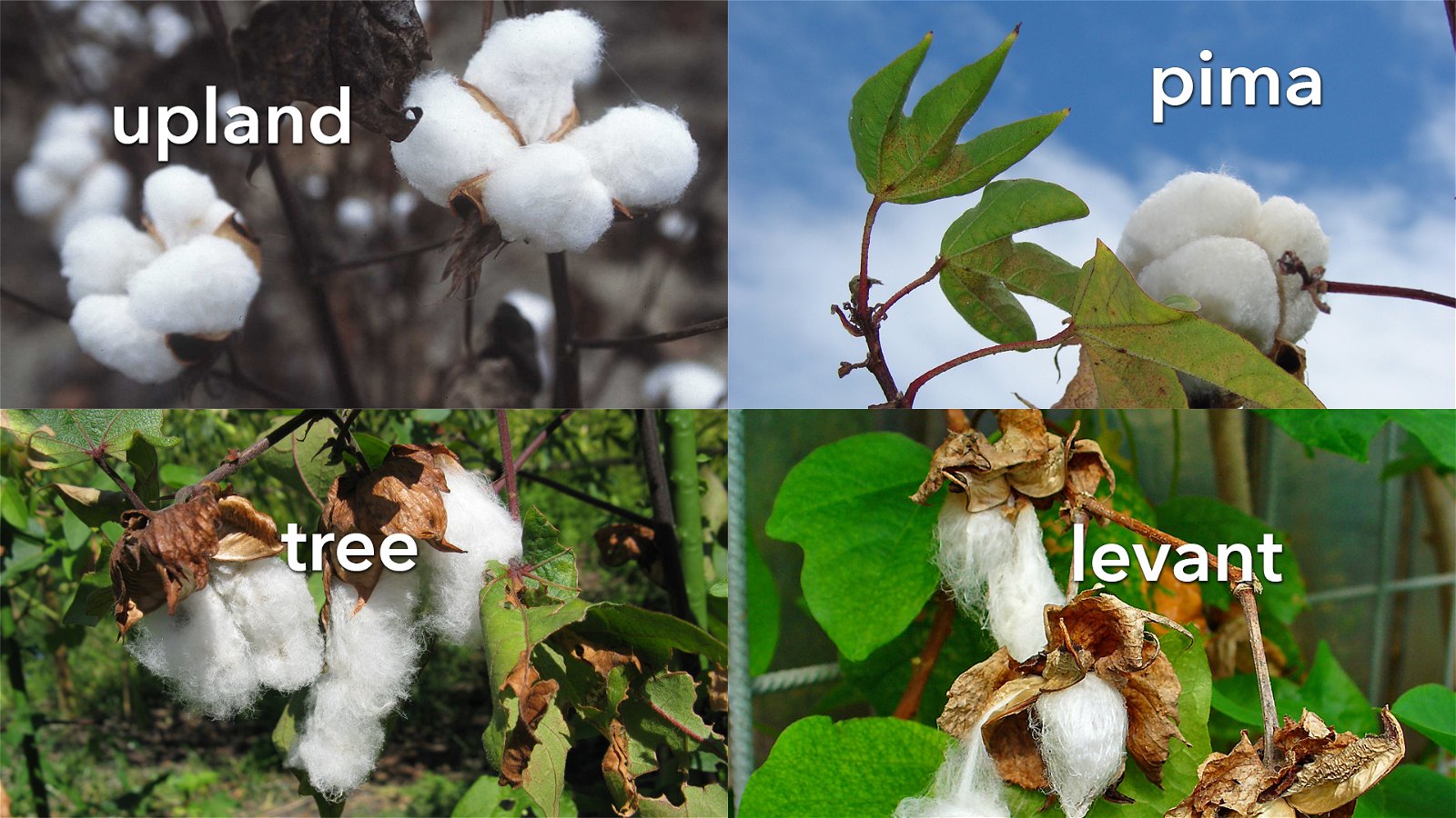 four cotton species