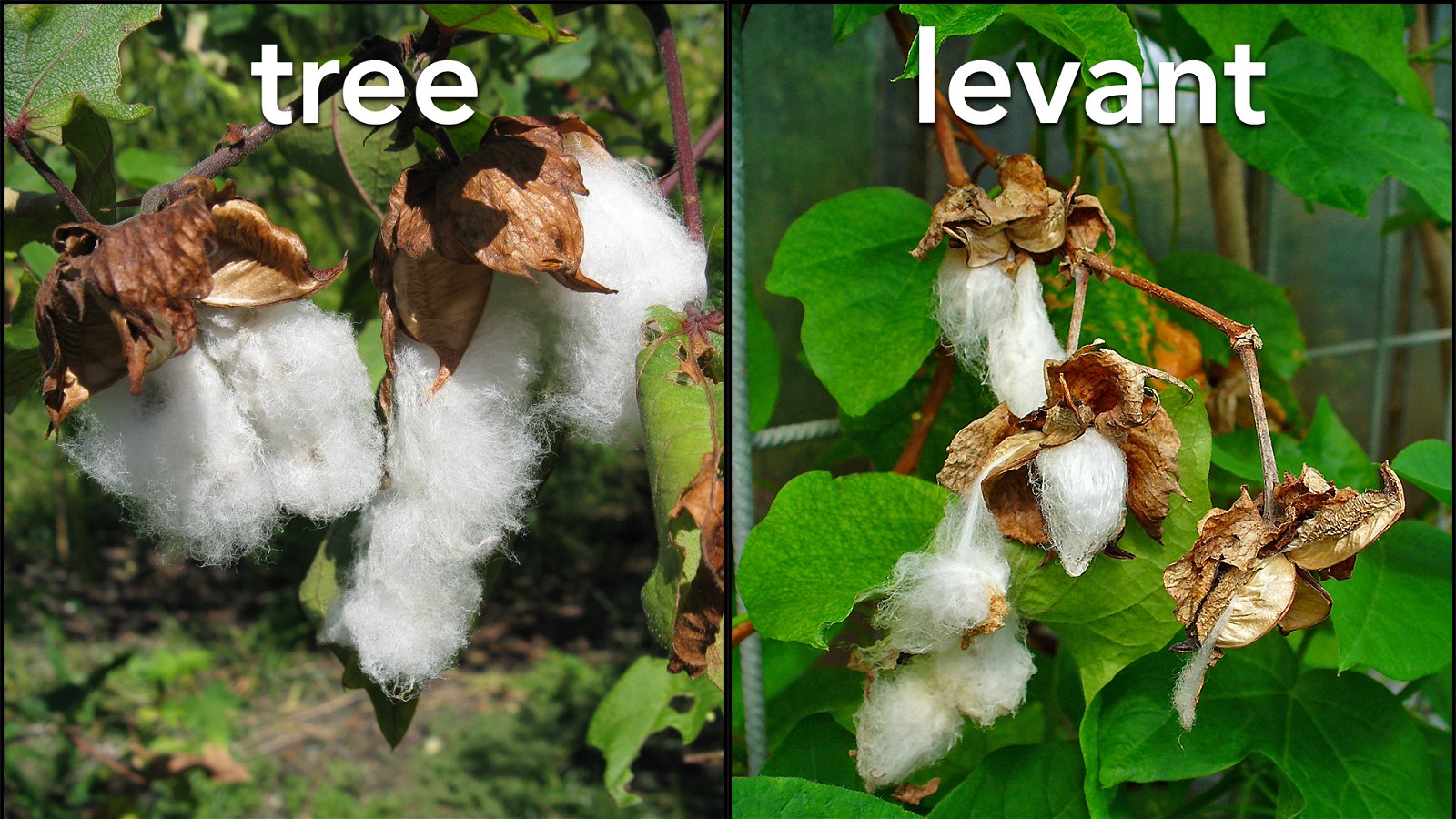 tree and levant cotton