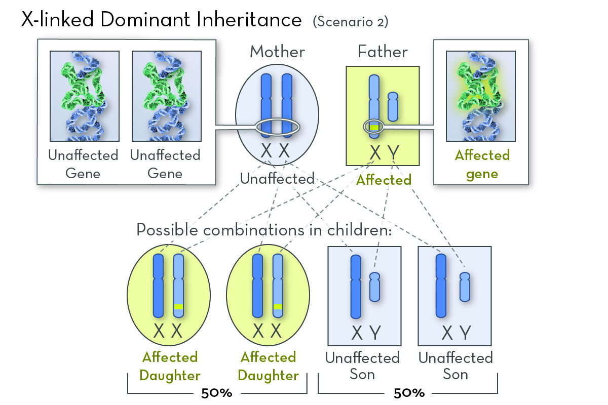 Inheritance Patterns For Single Gene Disorders