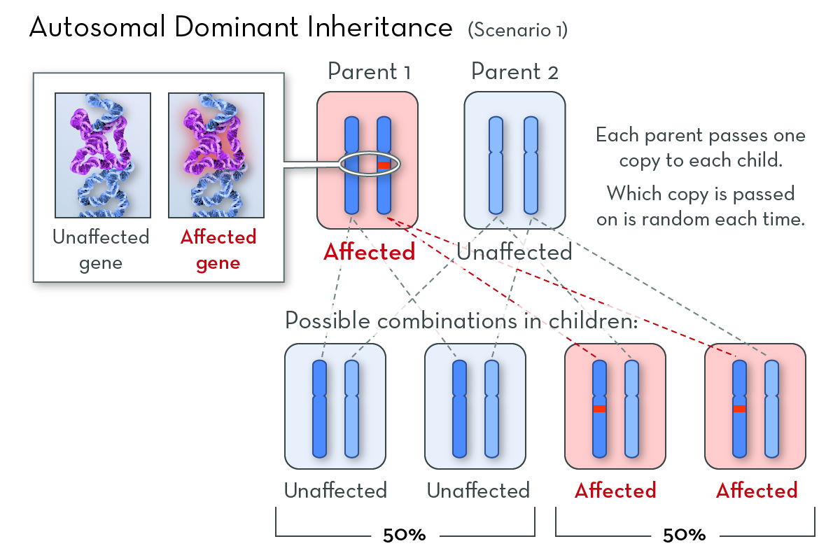 Inheritance Patterns For Single Gene Disorders