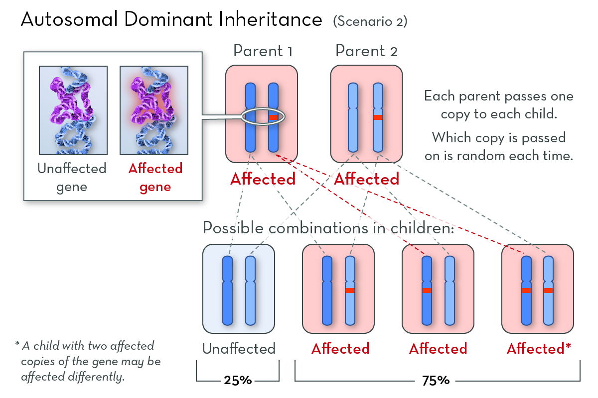 Inheritance Patterns For Single Gene Disorders