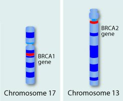 BRCA Chromosome