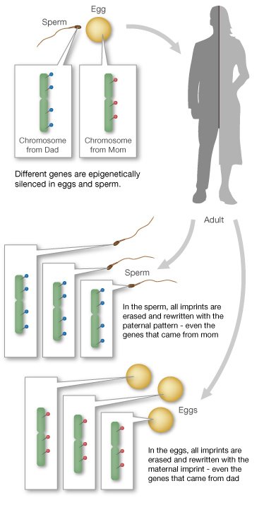 genomic imprinting mechanism