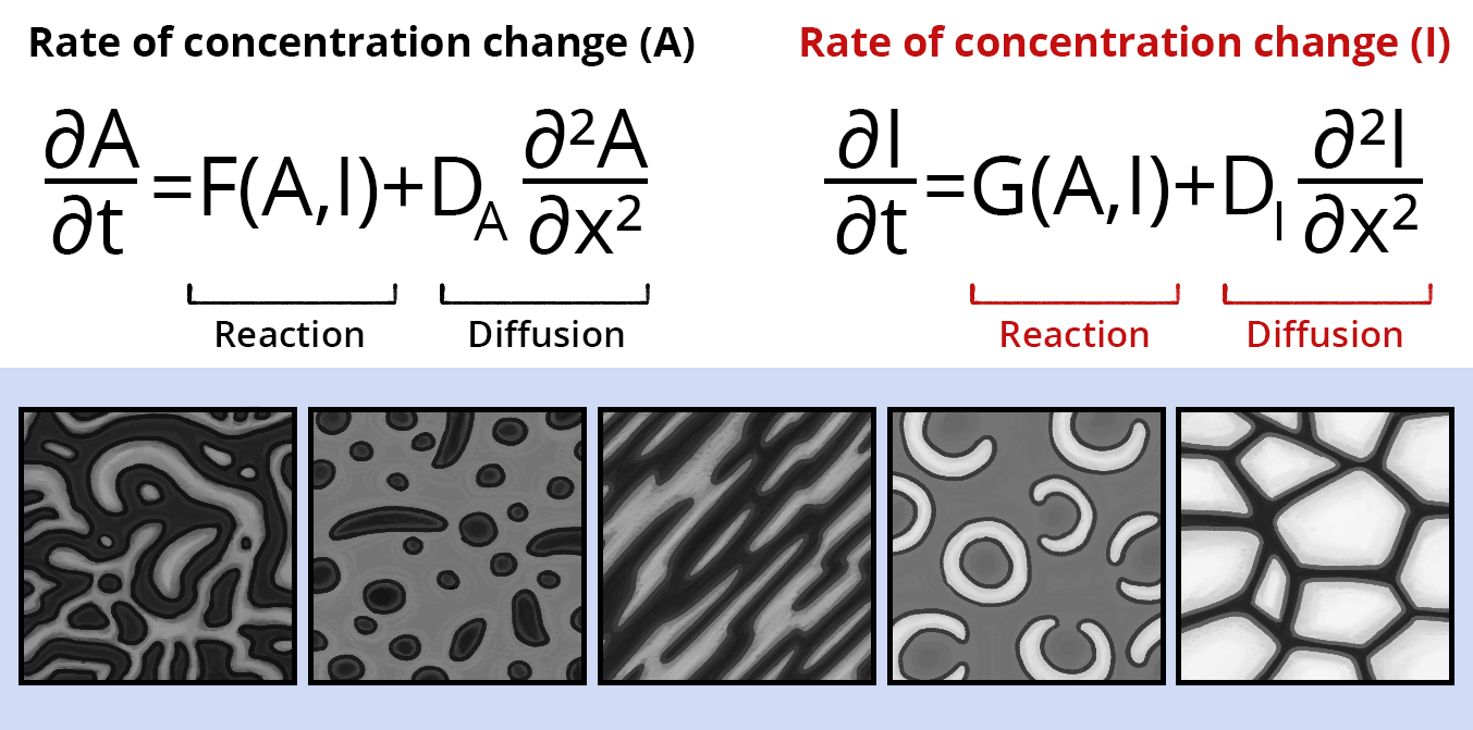 reaction-diffusion model