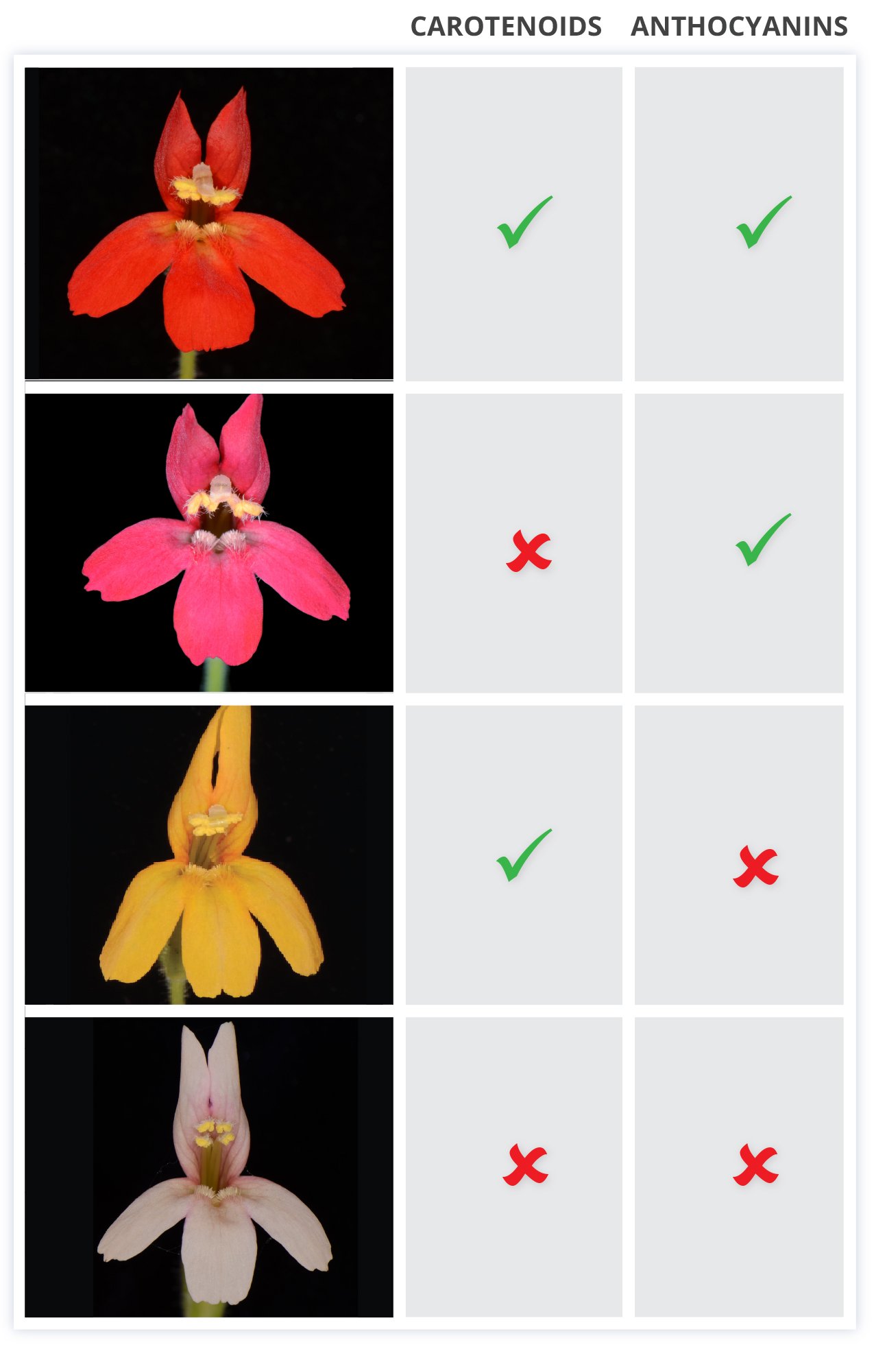 flower pigment combinations