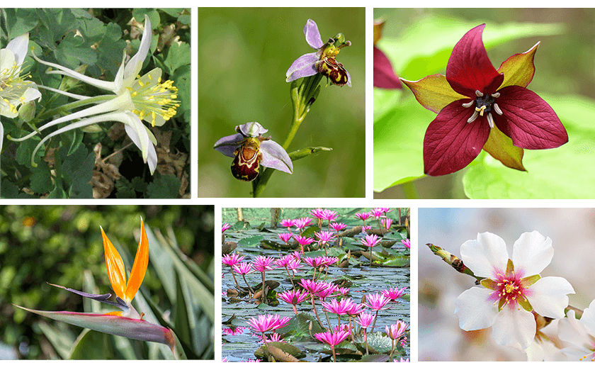 various flowers