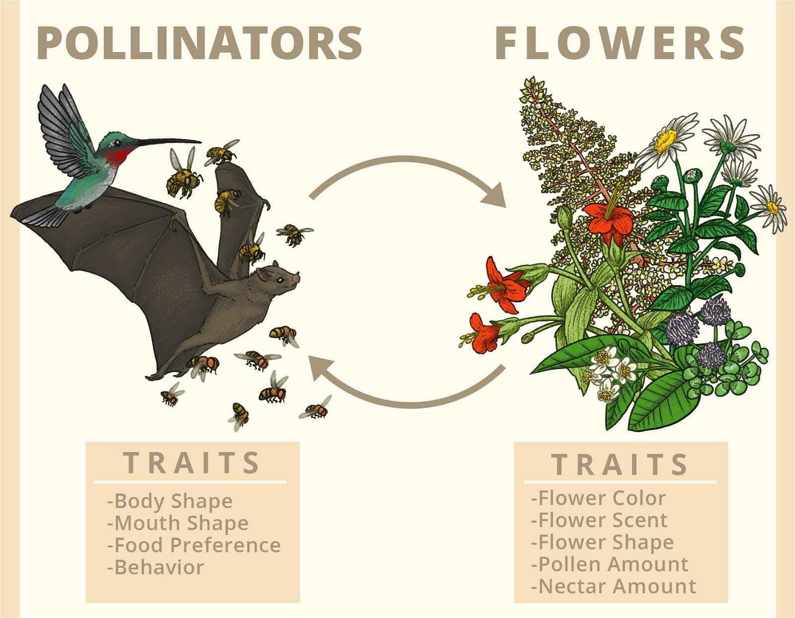 Why Flowering Plants Are So Diverse