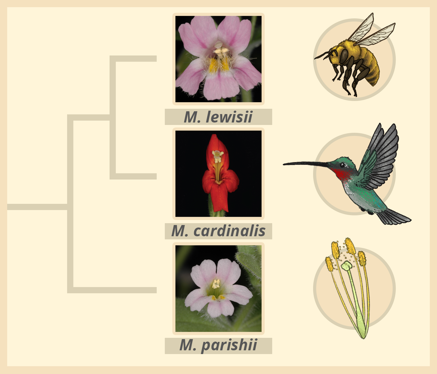 monkeyflowers and pollinators
