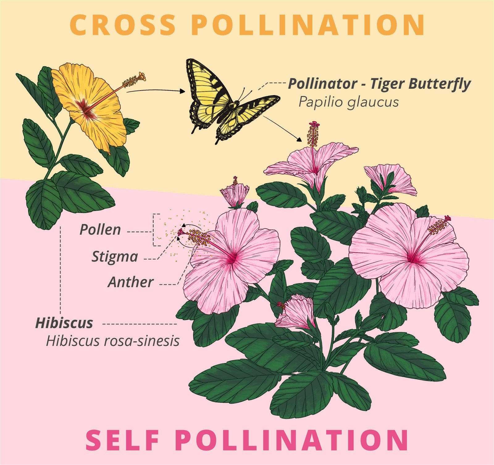 Hibiscus Pollination