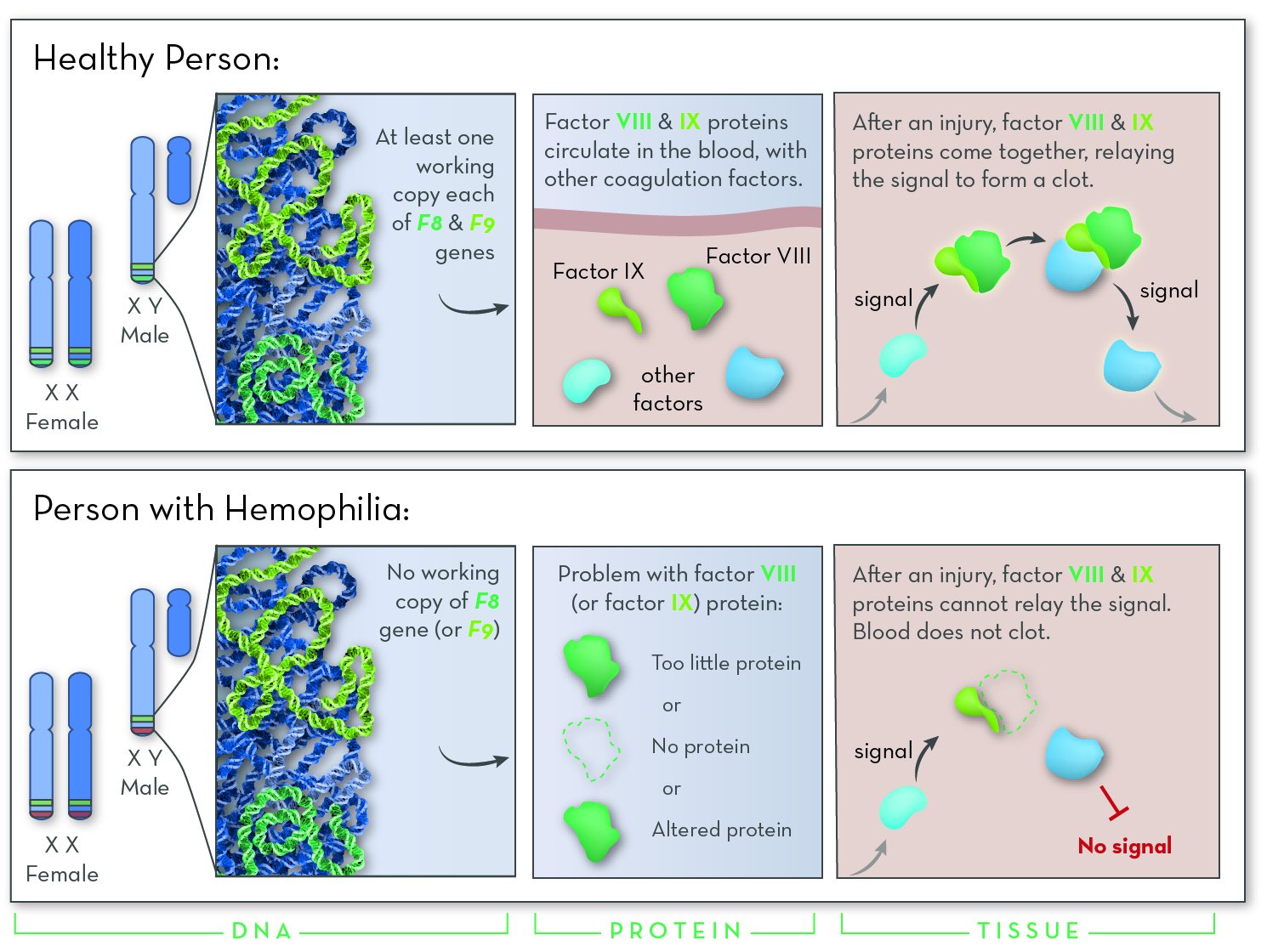 hemophilia gene comparison