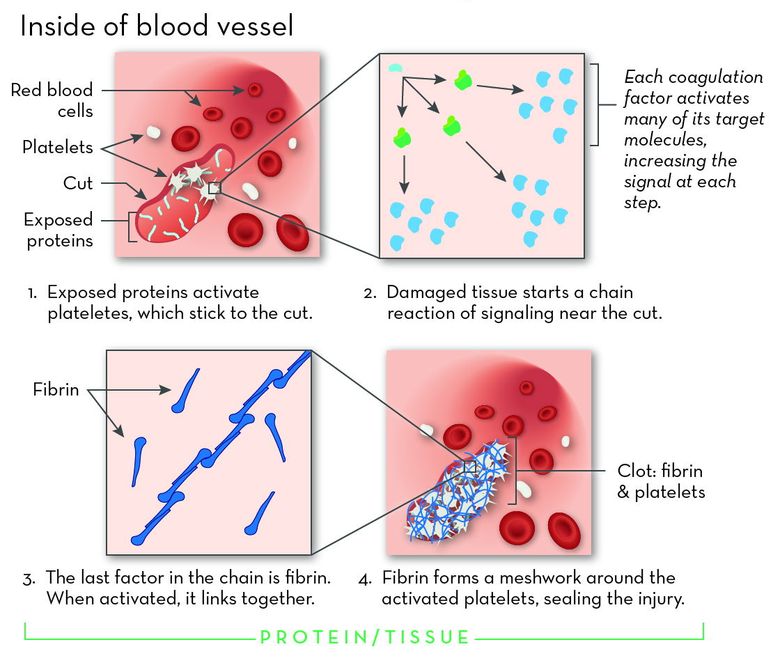 Hemophilia