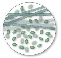 cyanobacteria