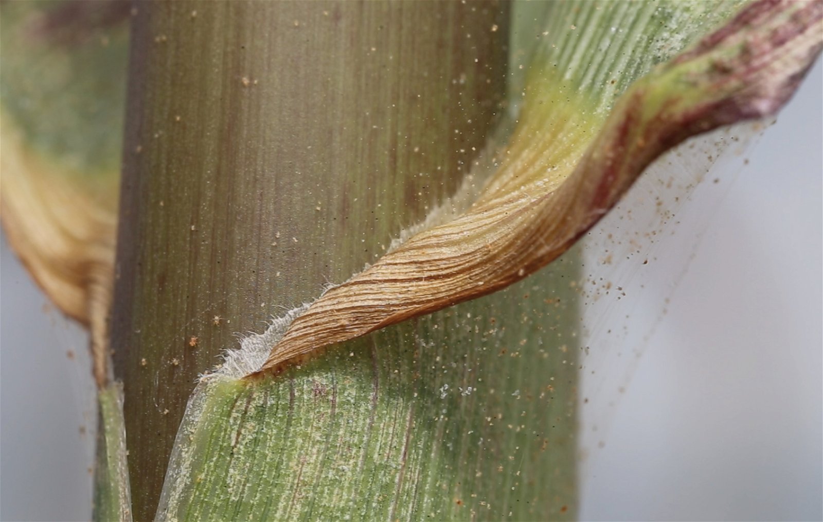 spider mites on corn stalk