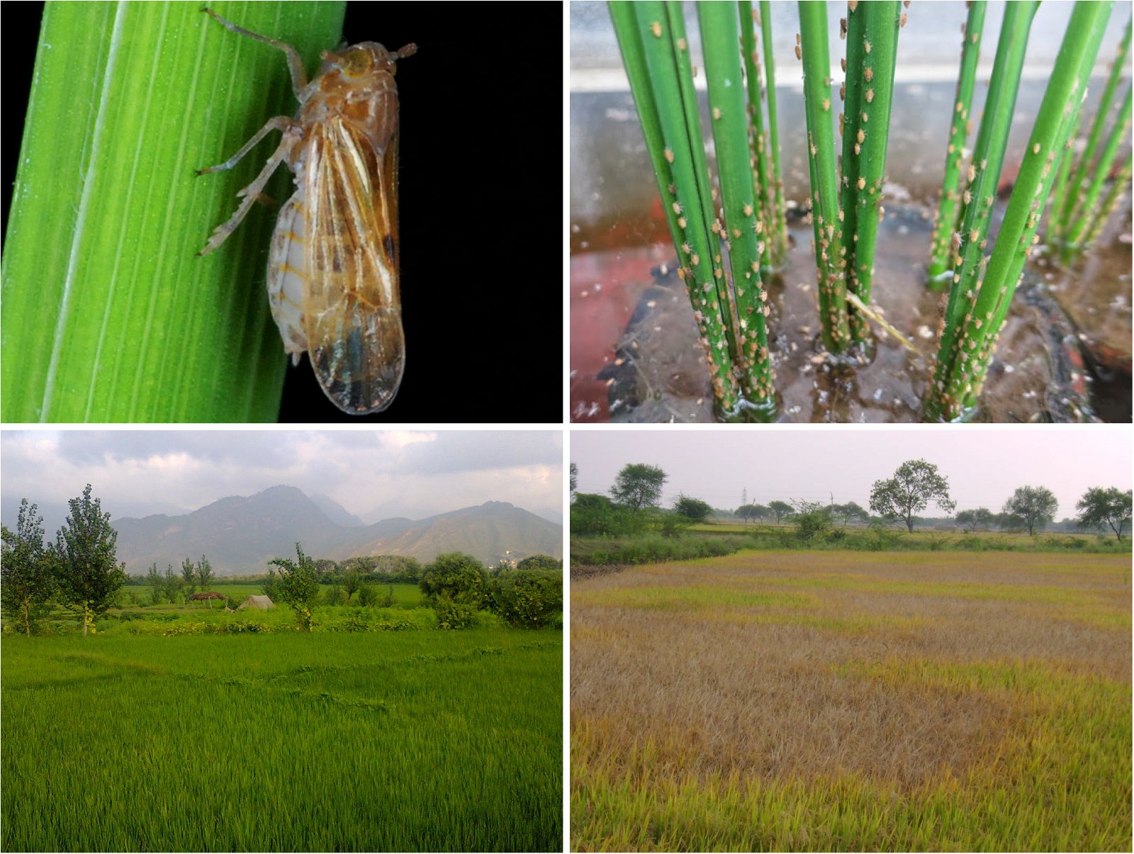 brown planthopper damage on rice