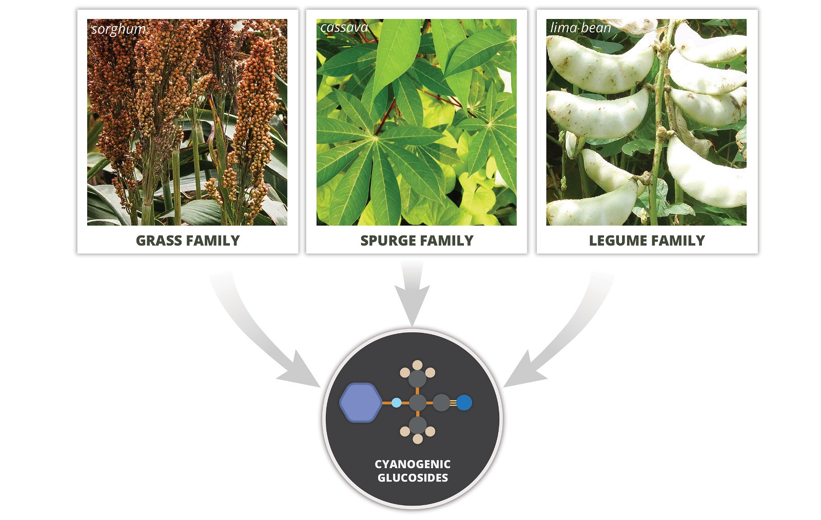 Plants in several families produce cyogenic glucosides