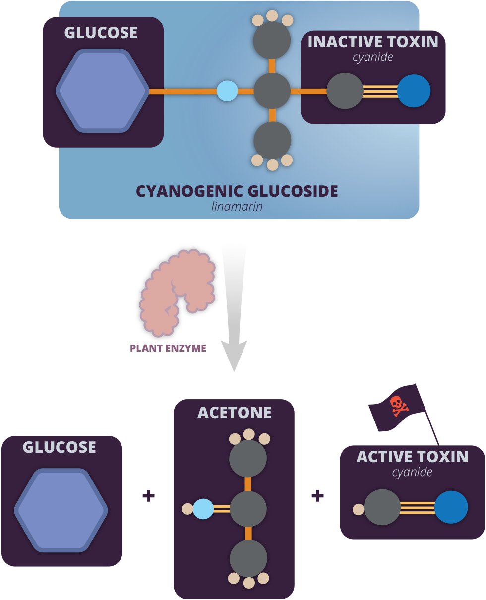 Glucose helps stabalize toxins in plants for storage