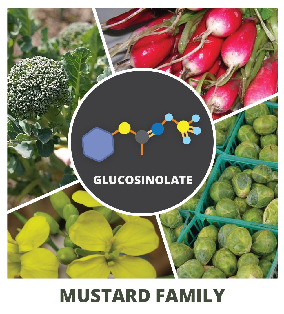 Plants in the mustard family produce glucosinolates