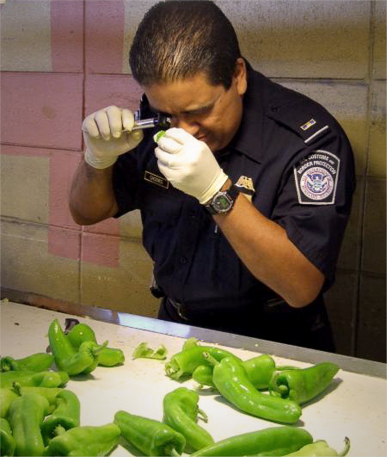 US Customs offical examines peppers