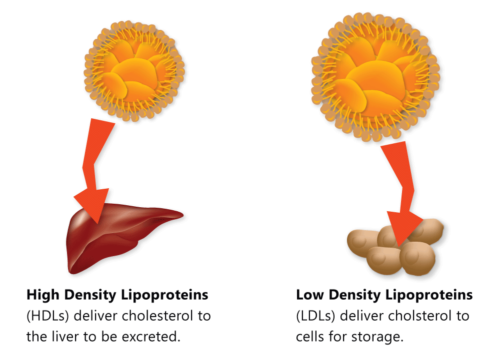 lipoproteins