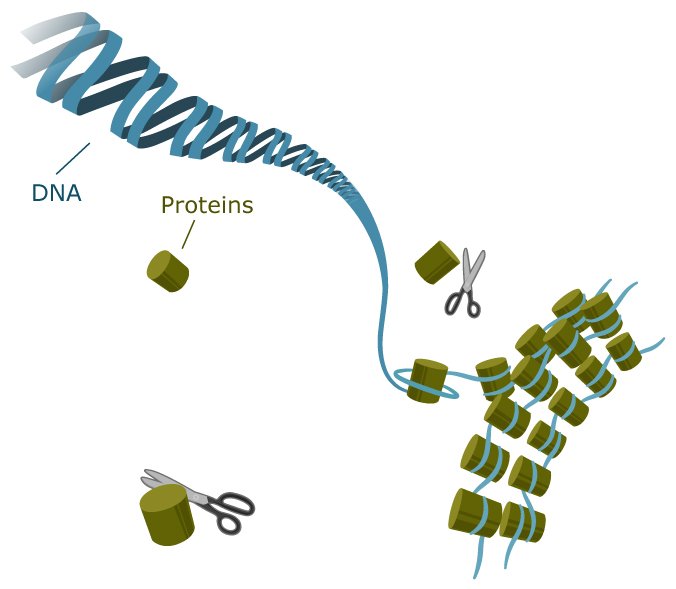 The DNA in the nucleus of the cell is molded, folded, and protected by proteins.