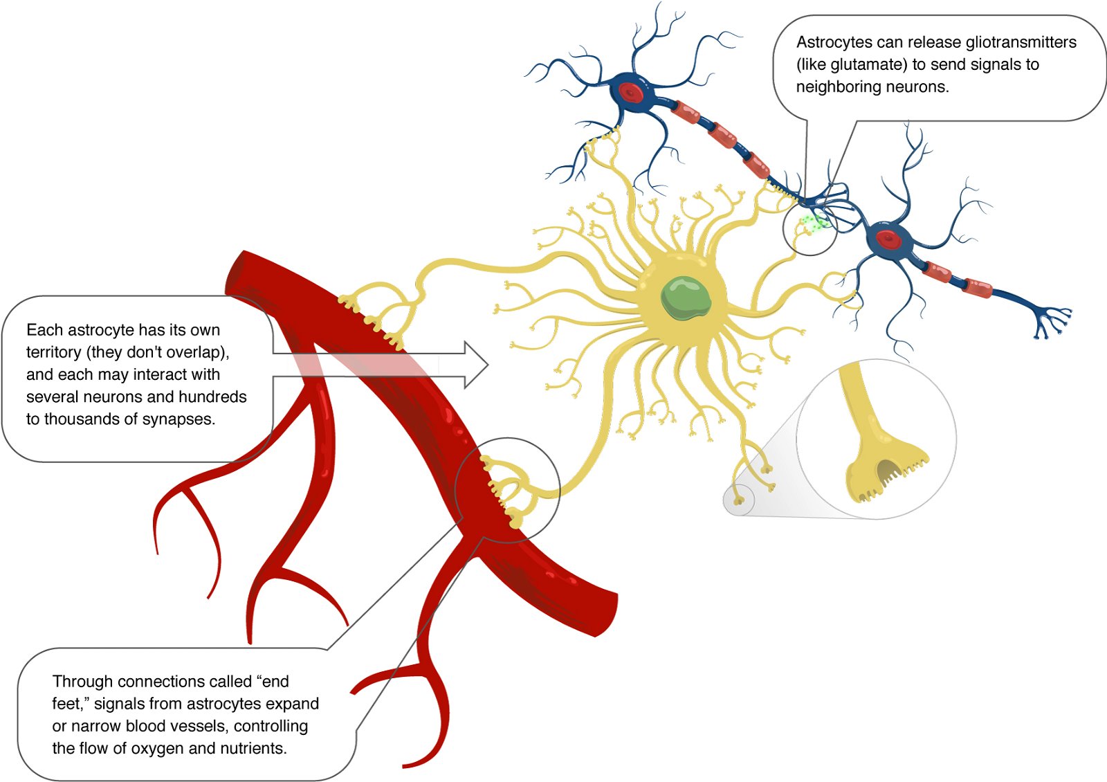 nerve cells information