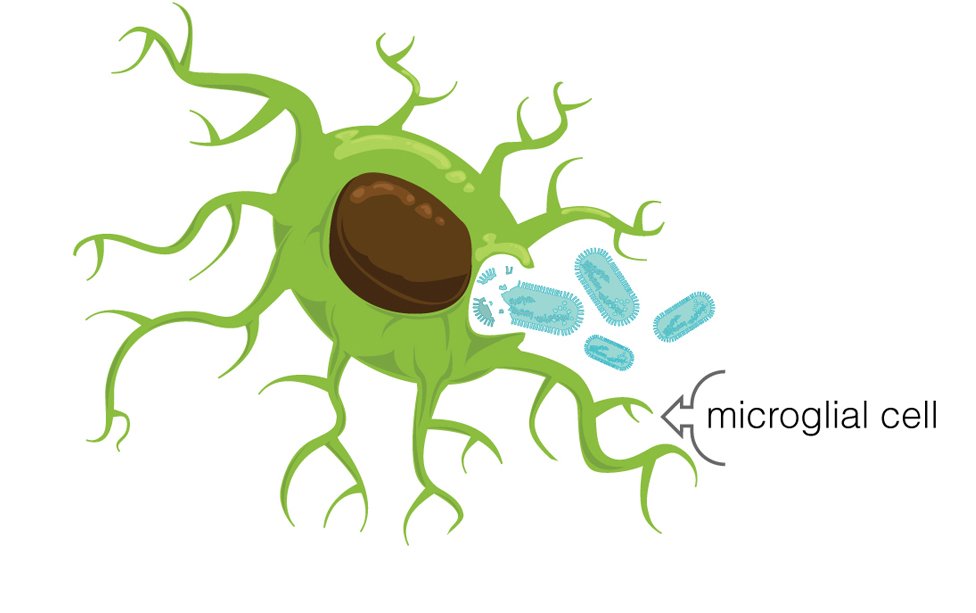 Microglial Cell
