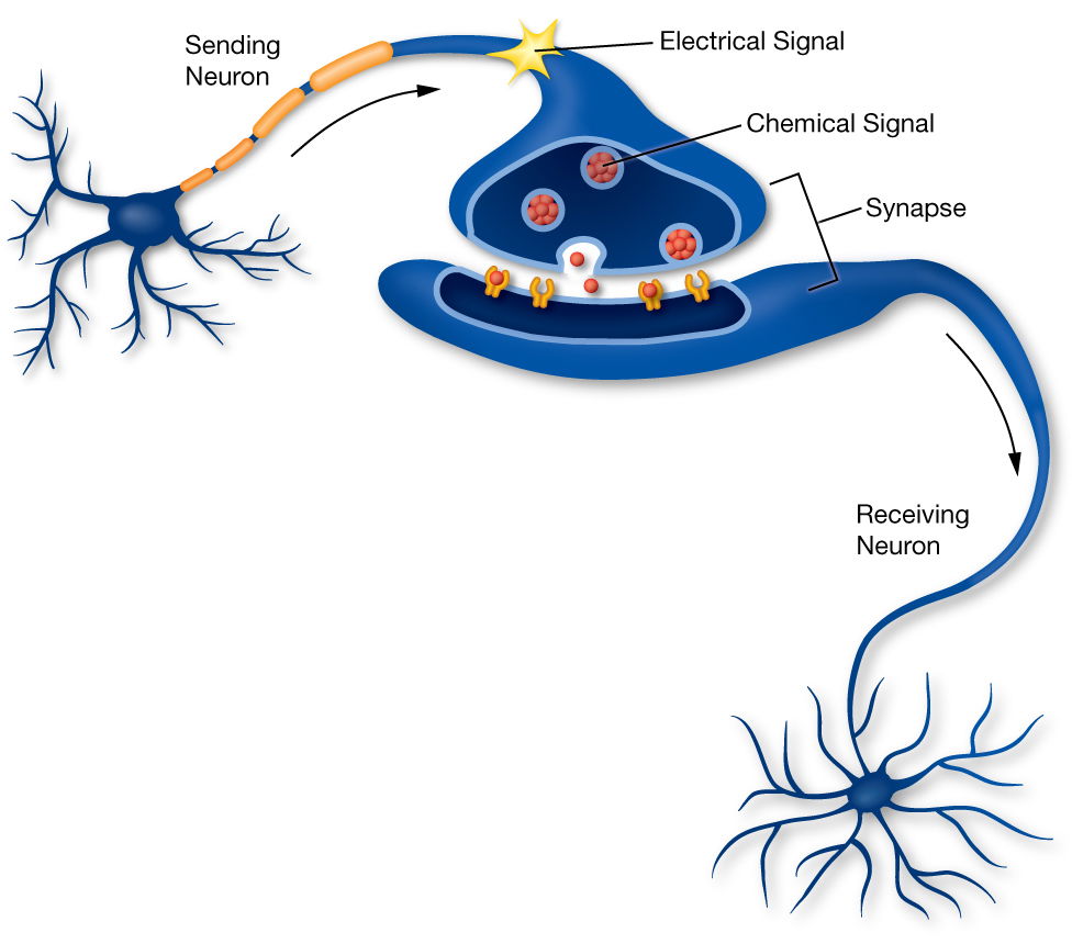 Neurons Transmit Messages In The Brain