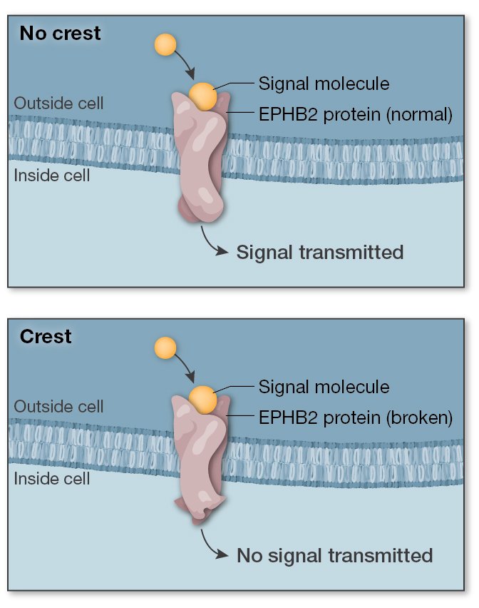 Crest Protein Function