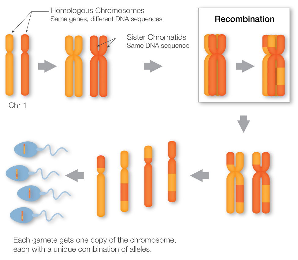 Genetic Linkage