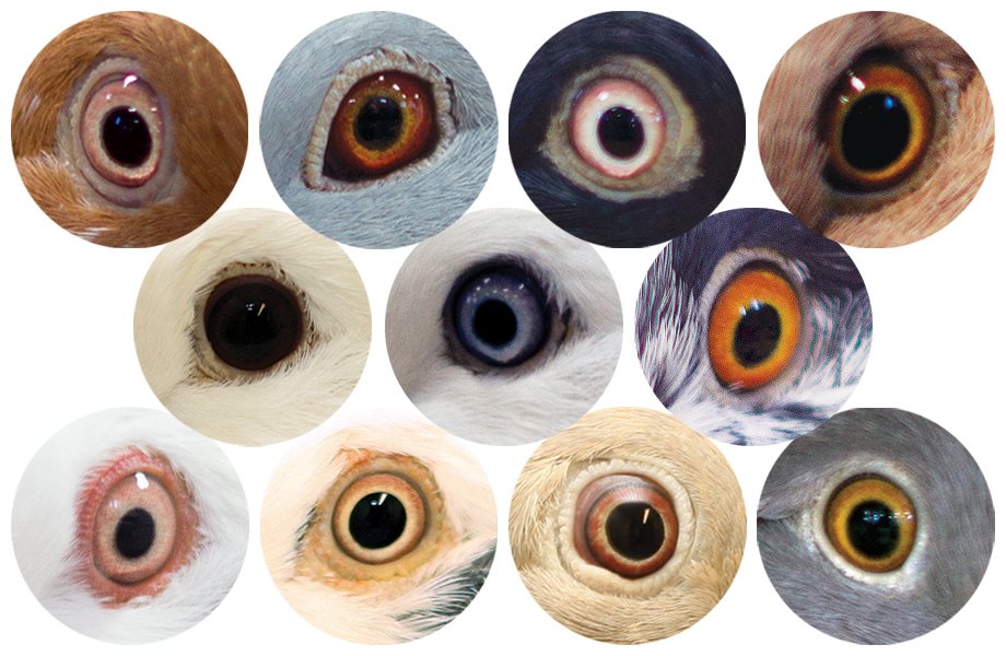 Eye characteristics