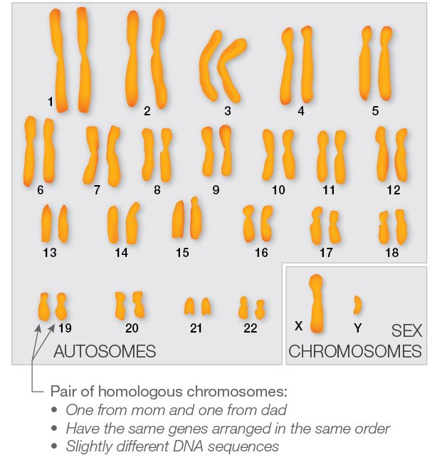 Pair of homologous chromosomes