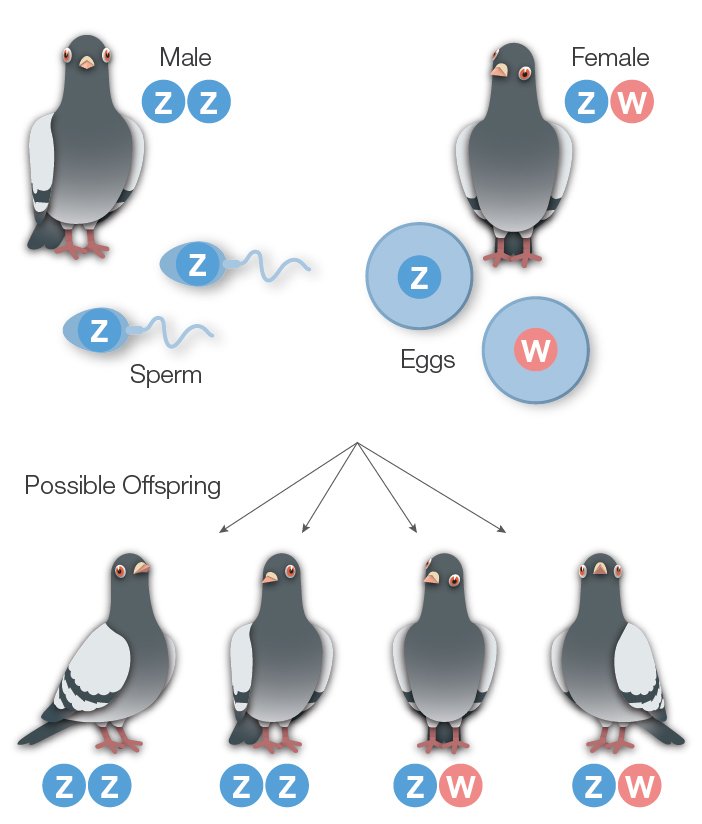 Sex Chromosomes in Pigeons
