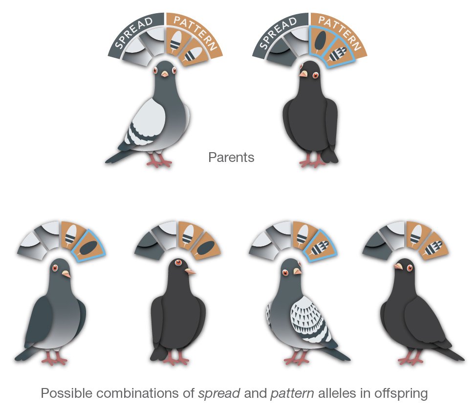 Possible combinations of spread and pattern alleles in offspring